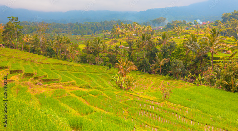 Green rice terrace fields of Jatiluwih in Bali island - Ubud, Indonesia