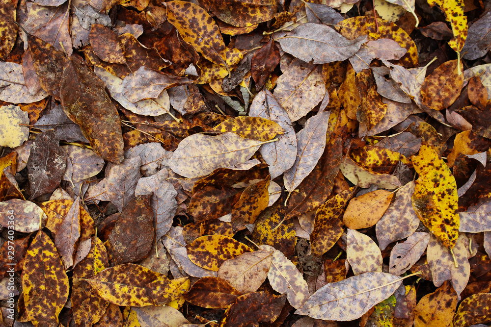 Yellow and brown various fallen leaves background Yellow and brown various fallen leaves background
