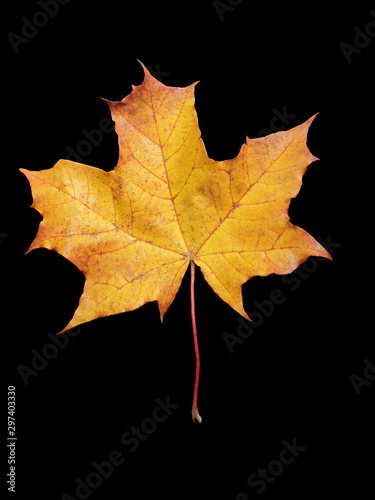 Big autumn maple tree leaf isolated on black background