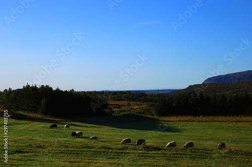 Paisaje Islandes con cielo azul y pasto verde