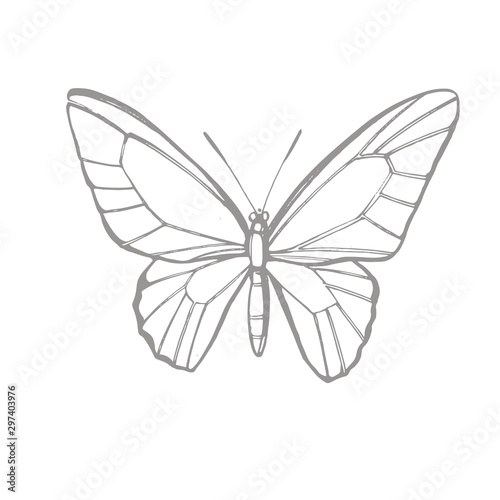 Butterflies silhouettes. Butterfly icons isolated on white background. Graphic illustration