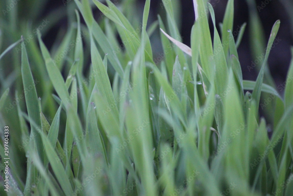 green grass with water drops green grass with water drops