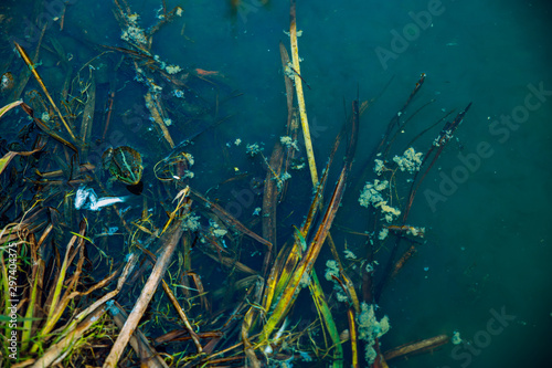 Frog in the dirty pond water of a lake