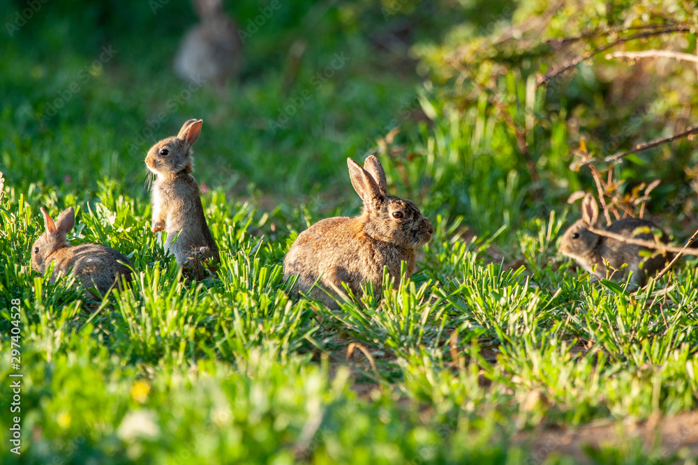Obraz premium European rabbit, Oryctolagus cuniculus. Three rabbits on grass. Animals in natural habitat.