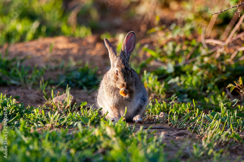 European rabbit, Oryctolagus cuniculus. Animal in natural habitat, life in the meadow.