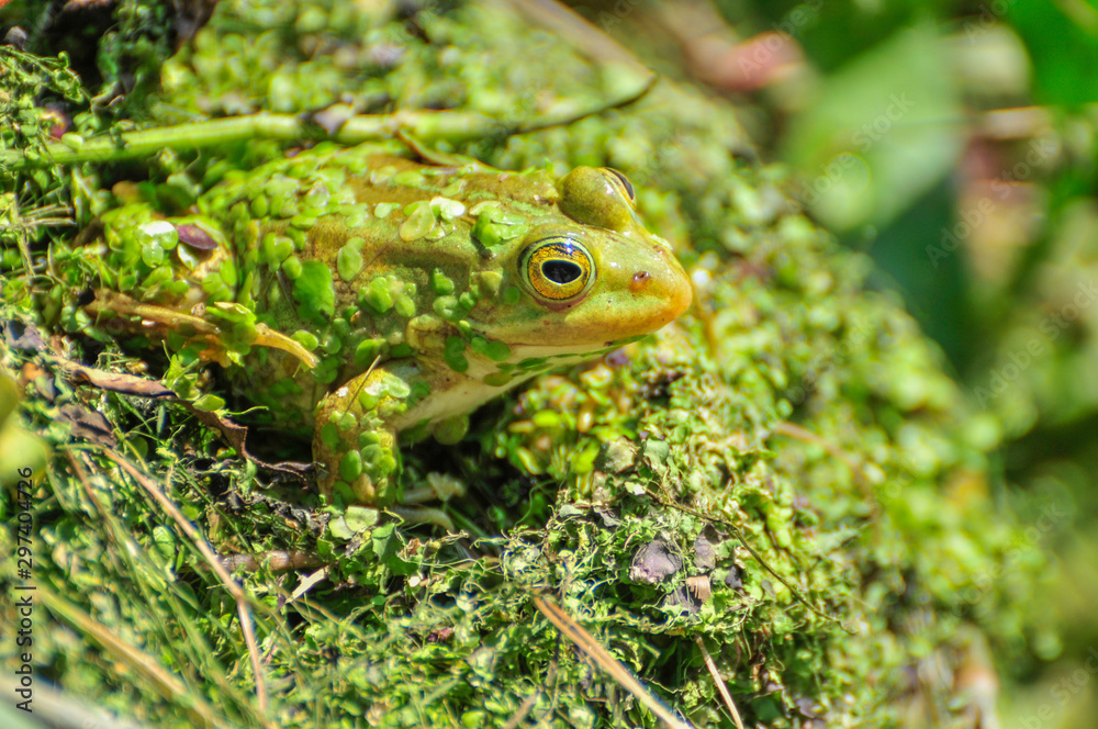 Fototapeta premium green frog in a pond