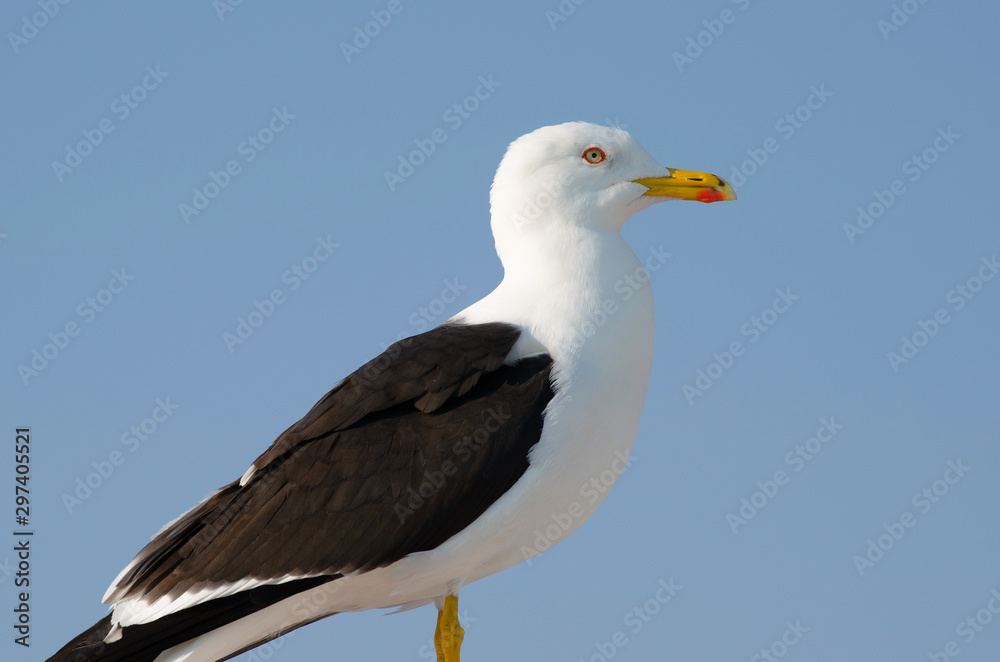 Seagull is sitting on the ship equipment on the blue sky background Seagull is sitting on the ship equipment on the blue sky background
