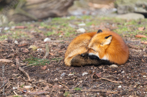 Close-up of a sleeping fox in the wild with copy space photo