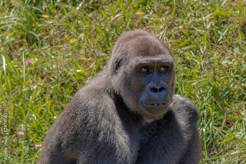 a silverback gorilla resting in a meadow © iker