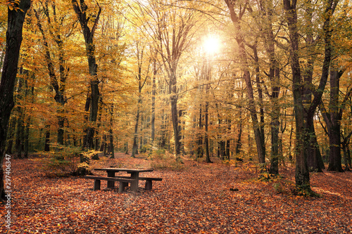 seasonal colorful beautiful autumn forest with sunshine oer the picnic table and benches