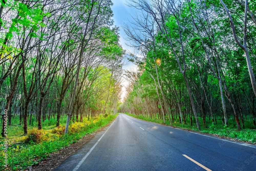 Para rubber tree and road way, latex rubber plantation and tree rubber Para rubber tree and road way, latex rubber plantation and tree rubber