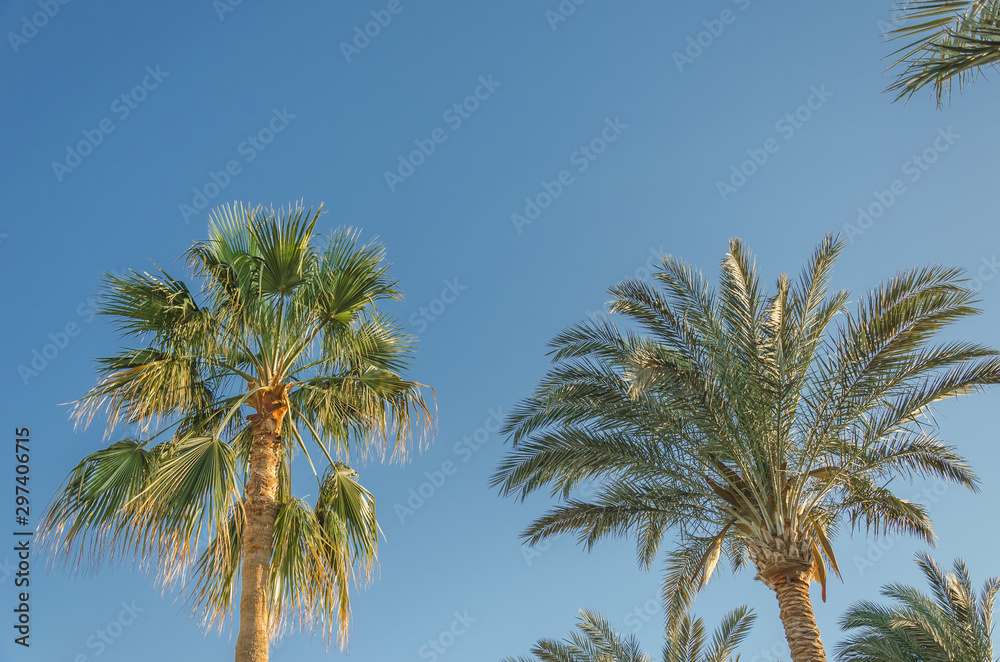 Palm trees against the background of blue sky, sunny day, beautiful nature