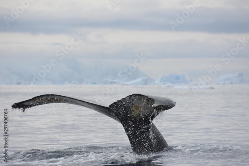 baleine en antarctique © Stéphane