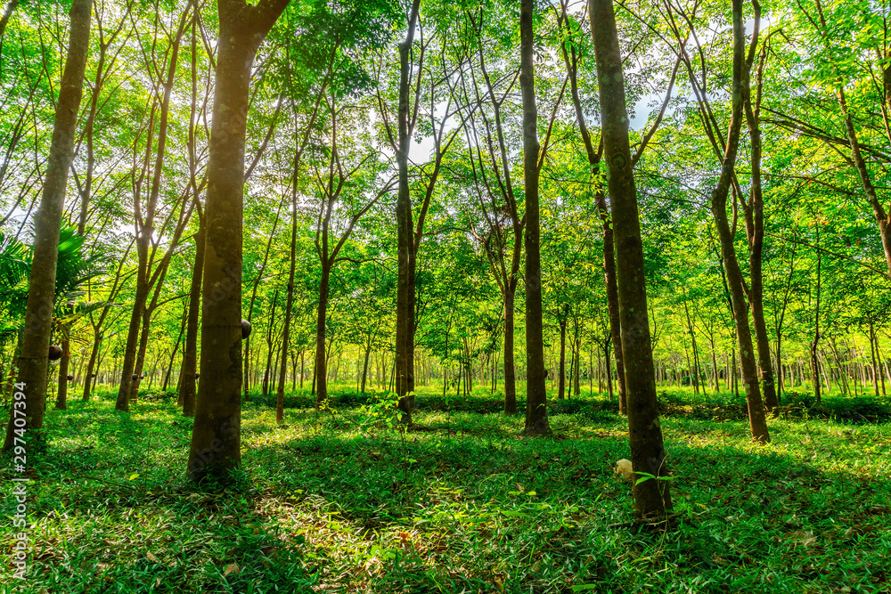 Para rubber tree, latex rubber plantation and tree rubber Para rubber tree, latex rubber plantation and tree rubber