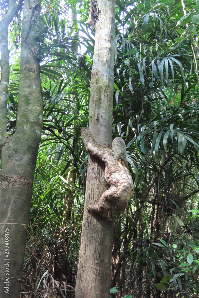 Fototapeta premium sloth in the jungle