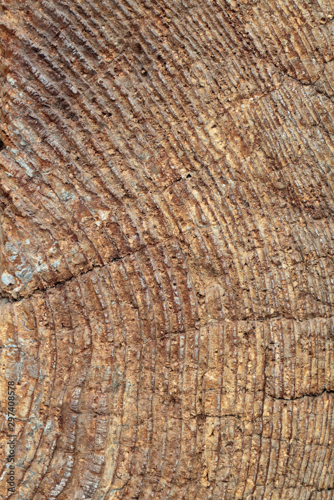 Fototapeta premium Old wood