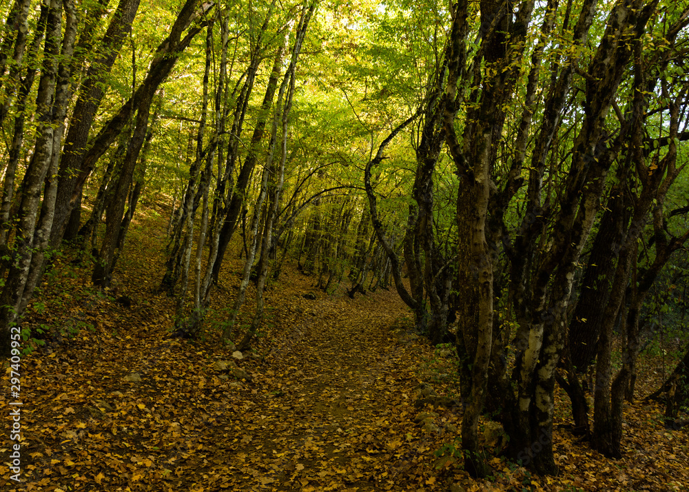 Fototapeta premium Autumn forest in October with sun rays