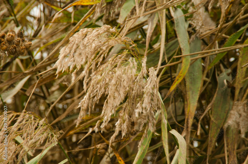 Autumn warm background of yellowed spikelets. Autumn warm background of yellowed spikelets.