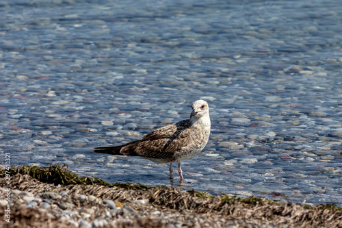Big sea gull (Larus marinus) close-up by the sea