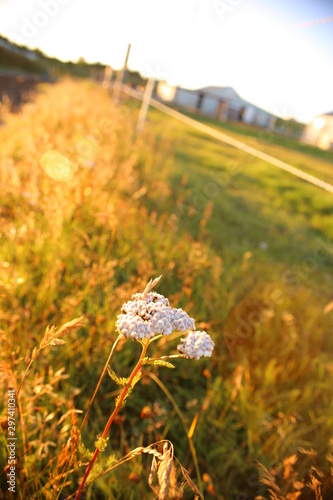 pequeña flor blanca en medio de campo verde en atardecer entre la naturaleza de Islandia