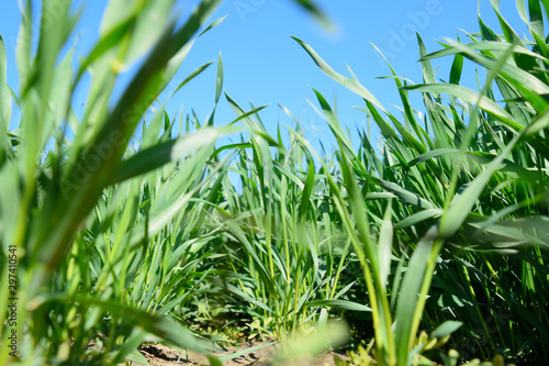 Young sprouts of wheat against the blue sky