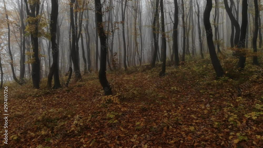 4К. Drone flight through golden autumn forest during morning fog. 4К. Drone flight through golden autumn forest during morning fog.