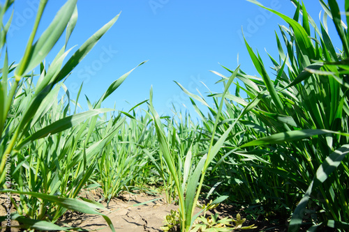 Young sprouts of wheat against the blue sky