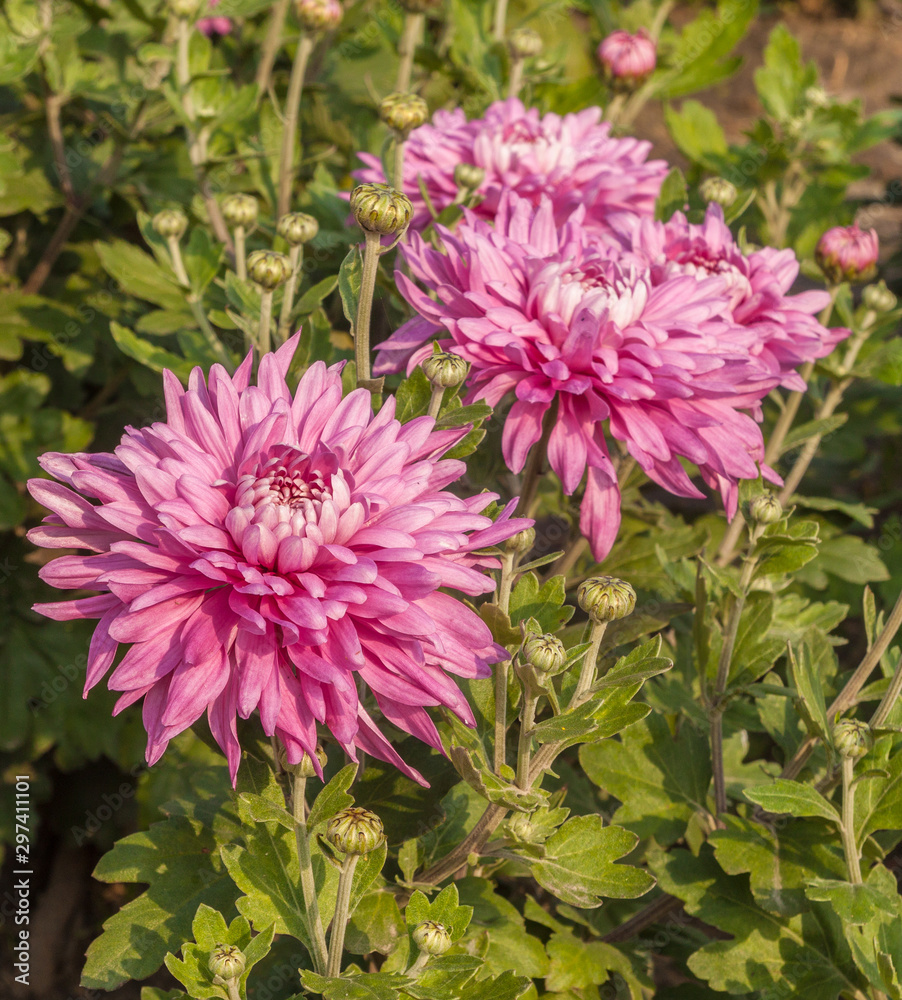 Blooming Chrysanthemum garden Blooming Chrysanthemum garden