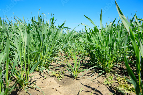 Young sprouts of wheat against the blue sky