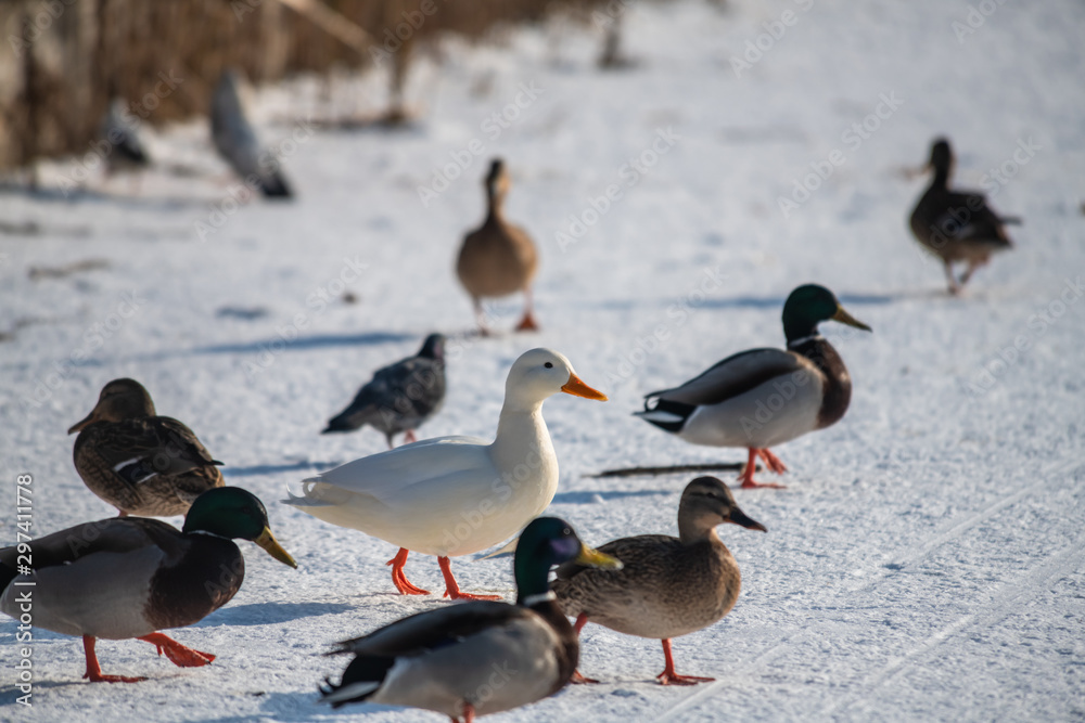 Wild duck mallard white rare mutant winter genetic mutation color Wild duck mallard white rare mutant winter genetic mutation color