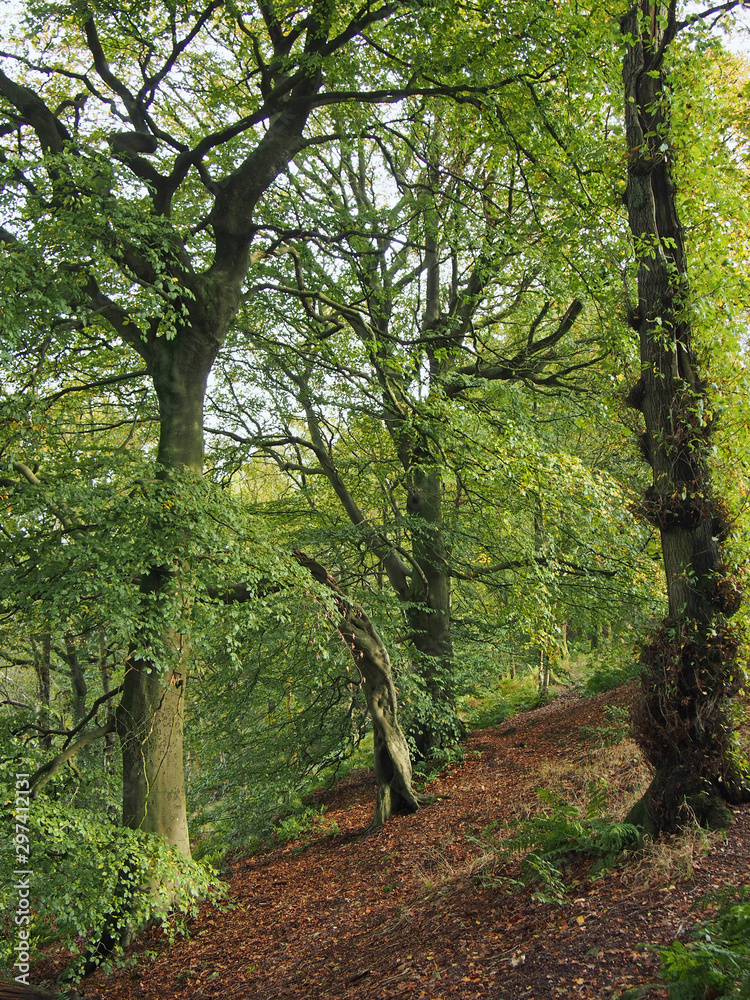 tall forest beech trees with leaves beginning to turn yellow in early autumn tall forest beech trees with leaves beginning to turn yellow in early autumn