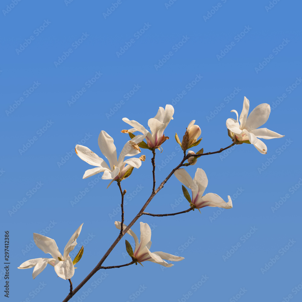 Blossom Magnolia stellata or star magnolia Blossom Magnolia stellata or star magnolia