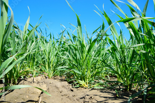 Young sprouts of wheat against the blue sky