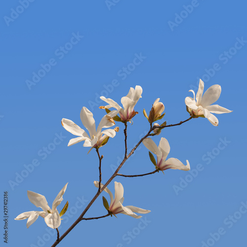 Blossom Magnolia stellata or star magnolia