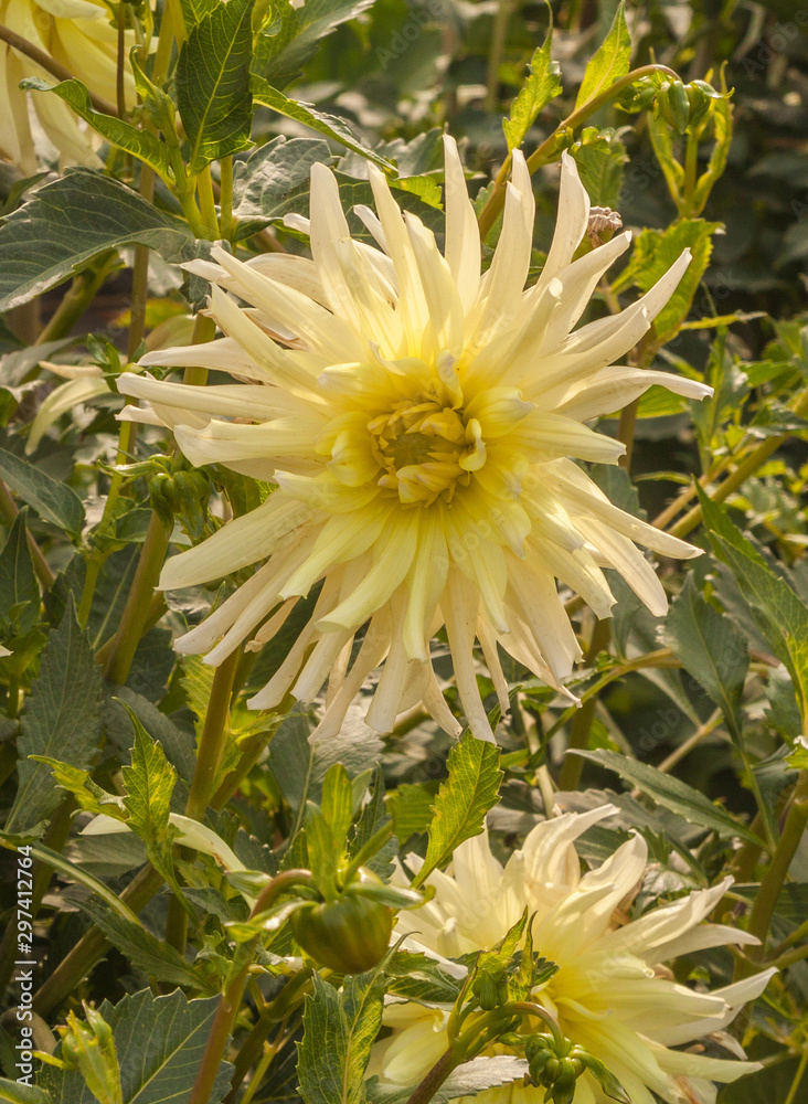 Flower Cactus dahlias in the autumn garden Flower Cactus dahlias in the autumn garden