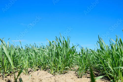 Young sprouts of wheat against the blue sky