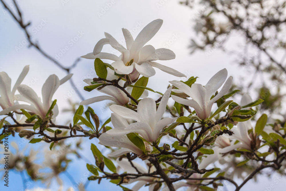 Blossom Magnolia stellata or star magnolia Blossom Magnolia stellata or star magnolia