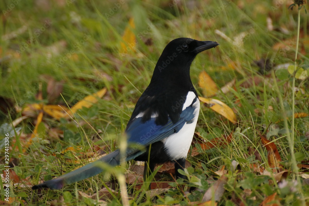 European Magpie - Pica pica, common black and white perching bird European Magpie - Pica pica, common black and white perching bird