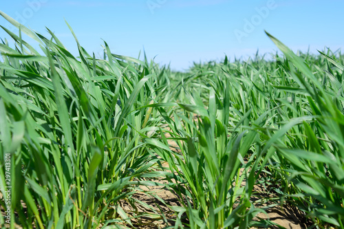 Young sprouts of wheat against the blue sky
