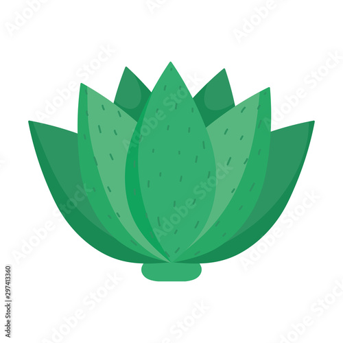 agave plant for distill tequila mexico icon