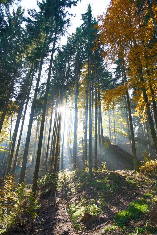 Obraz premium Colourful autumn forest with sun rays
