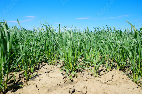 Young sprouts of wheat against the blue sky