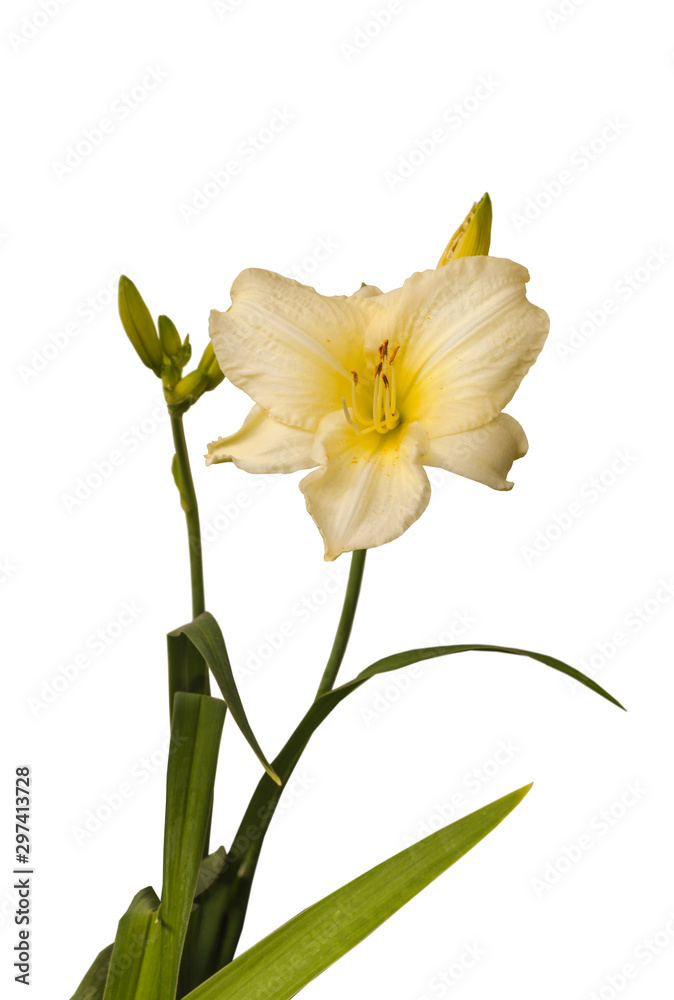 Hemerocallis (day-lily) on a white background isolation Hemerocallis (day-lily) on a white background isolation