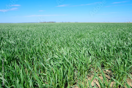 Young sprouts of wheat against the blue sky