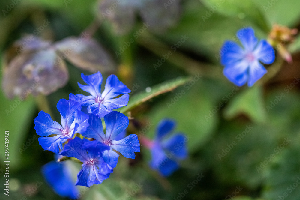 fleur bleue fleur bleue