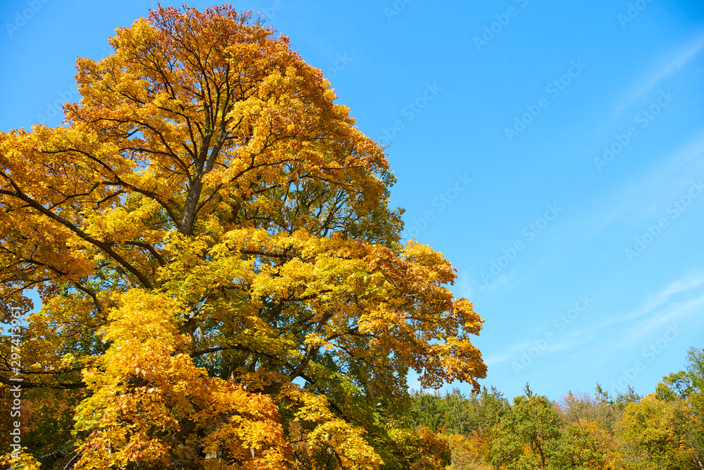 Fototapeta premium Marianske Lazne/Czech Republic - October 14 2019: Autumn images from spa area of Marianske Lazne (Marienbad Kurort)
