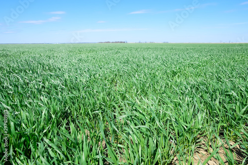 Young sprouts of wheat against the blue sky