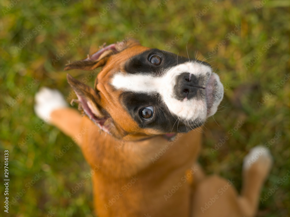Φωτογραφία Little puppy of boxer breed dog on a background of green grass