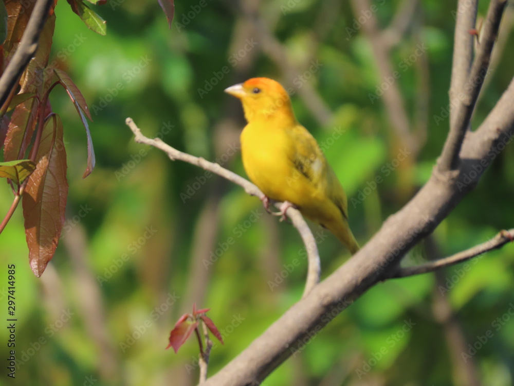 bird on a branch