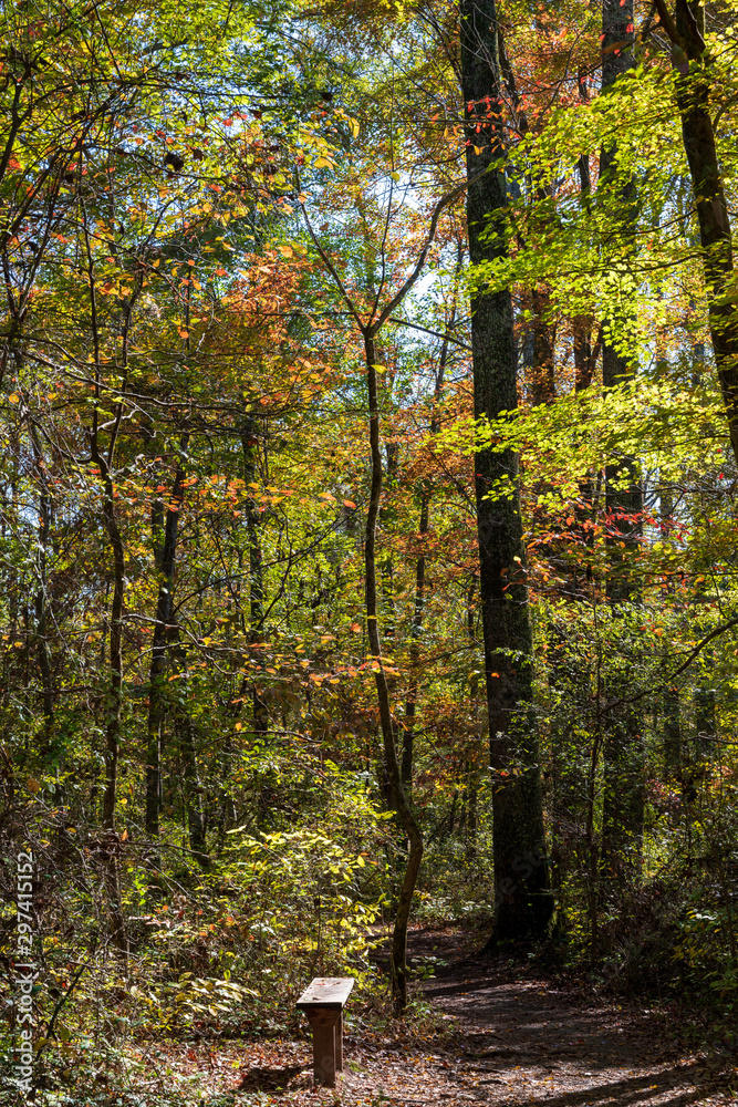 Park Bench in the Woods Park Bench in the Woods